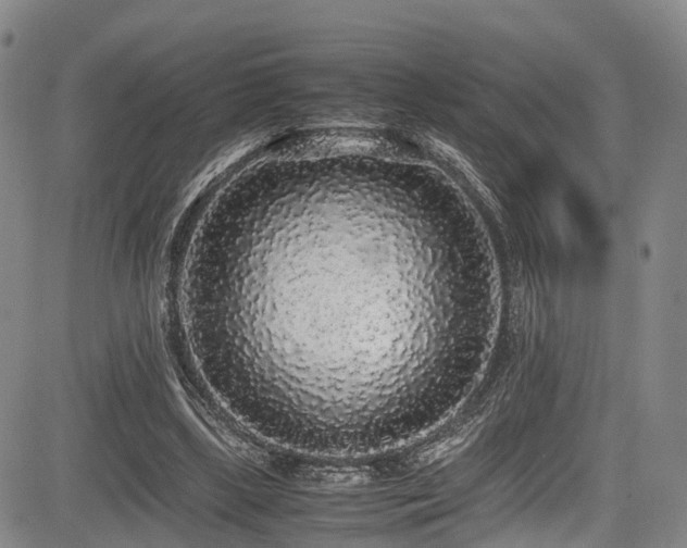 X0000084000443200702161136