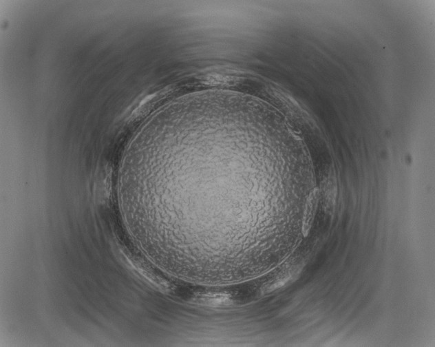 X0000084000554200702161135