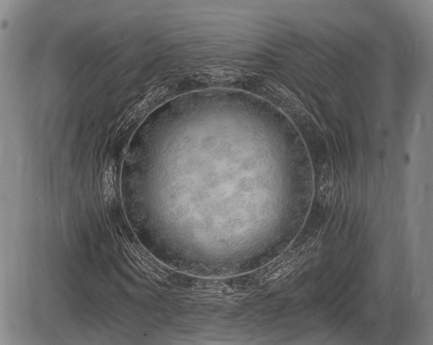 X0000084000866200702161130