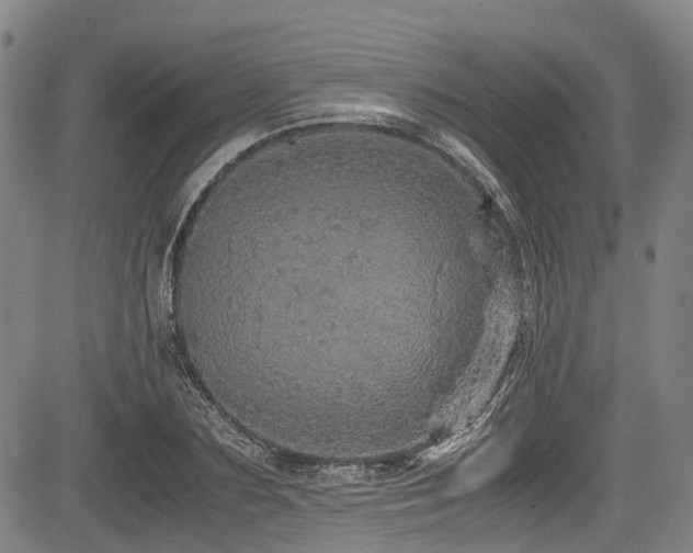 X0000084000883200702161130