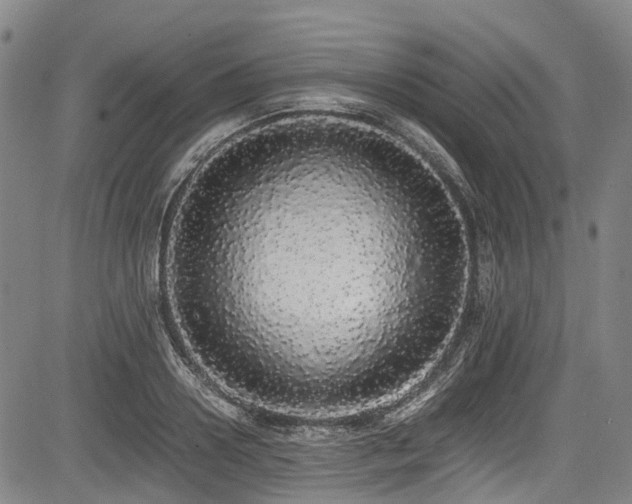X0000084000938200702161129