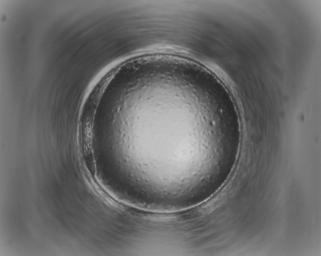 X0000084001296200702161123