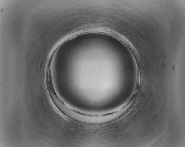 X0000084001528200702161120