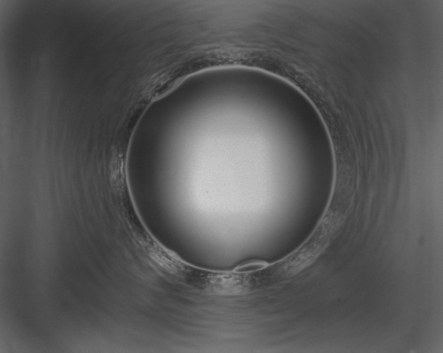 X0000084000624200702232139