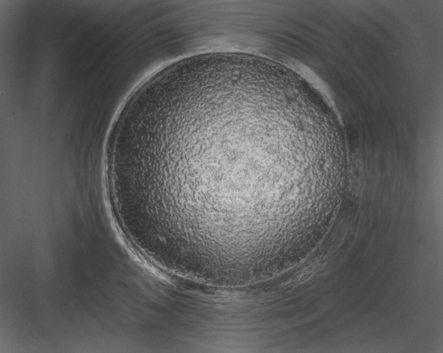 X0000084001096200702232131