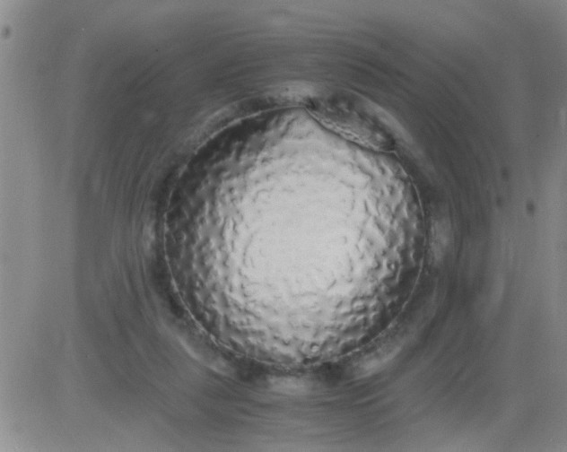 X0000084000259200703022013