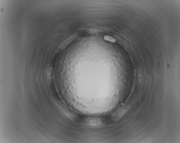 X0000084000275200703022013