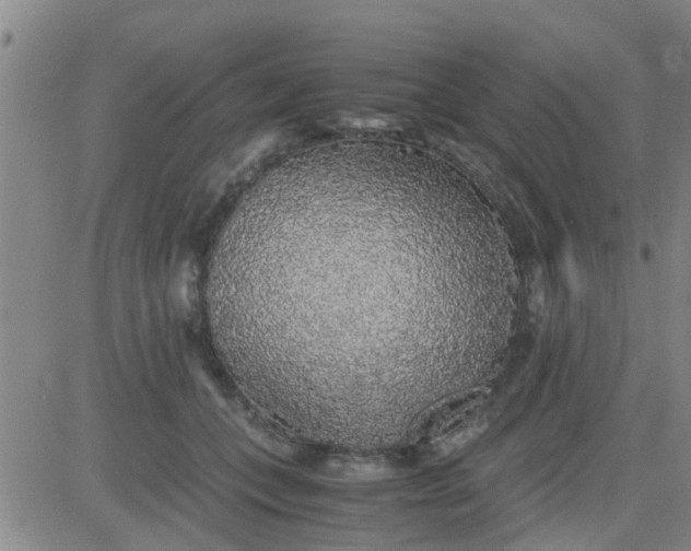 X0000084000559200703022008