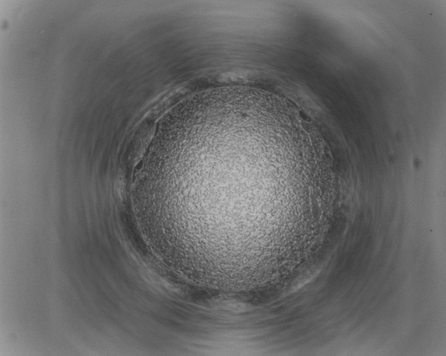 X0000084000648200703022006