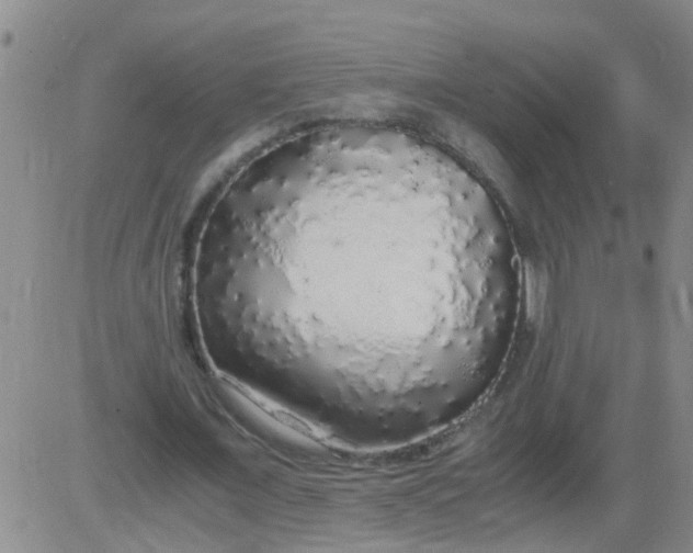 X0000084000675200703022006