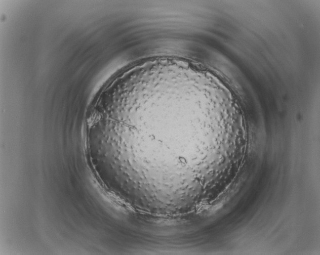 X0000084000796200703022004