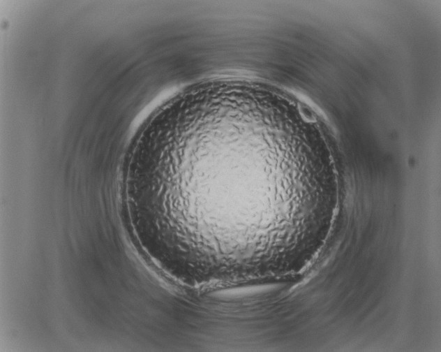 X0000084001325200703021955