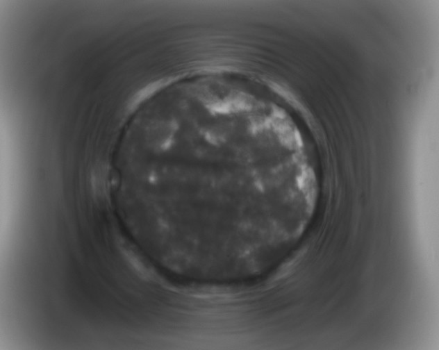 X0000084000434200703091909