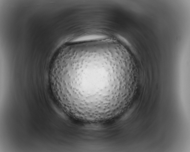 X0000084000447200703091909
