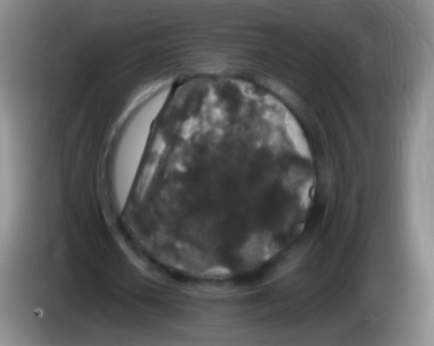 X0000084000626200703091906