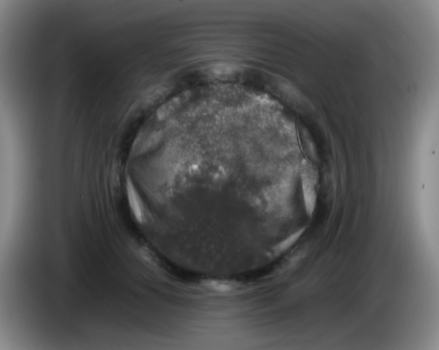 X0000084000654200703091907