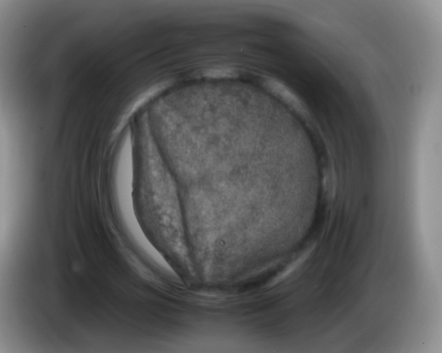 X0000084000725200703091905