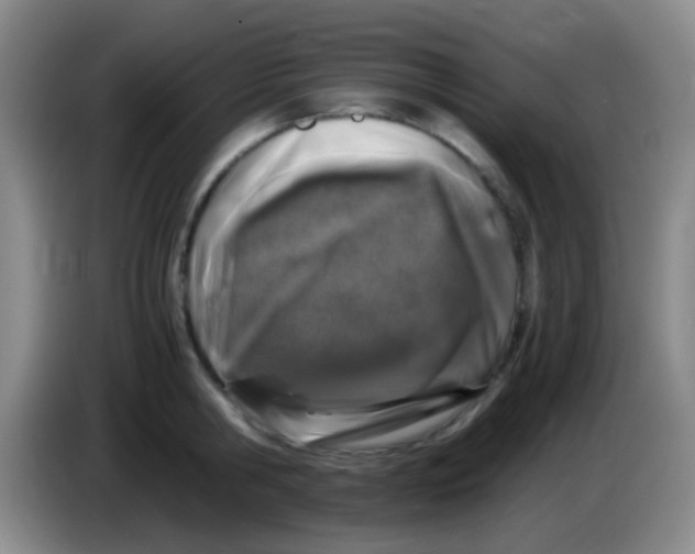 X0000084000806200703091905