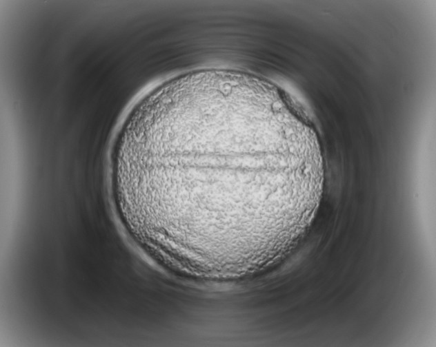 X0000084001096200703091901
