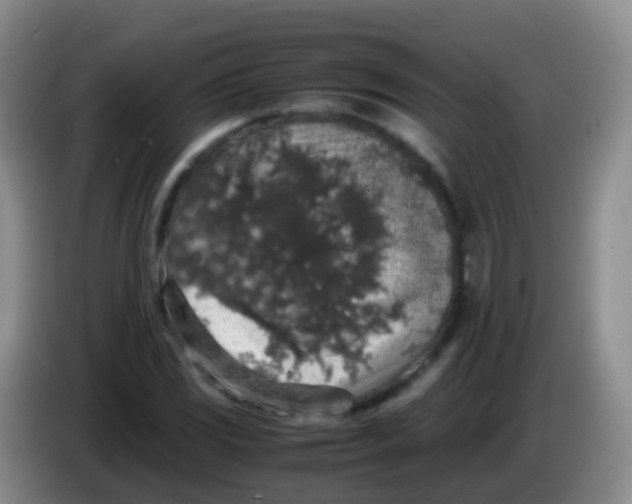 X0000084001117200703091900