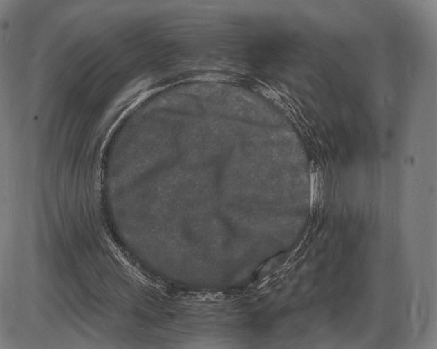X0000084000243200703161655