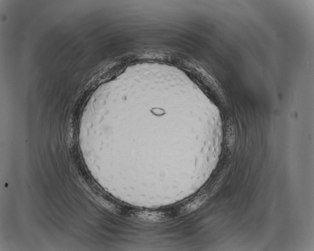 X0000084000261200703161656