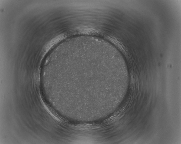 X0000084000630200703161649