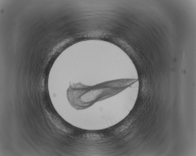 X0000084000636200703161649