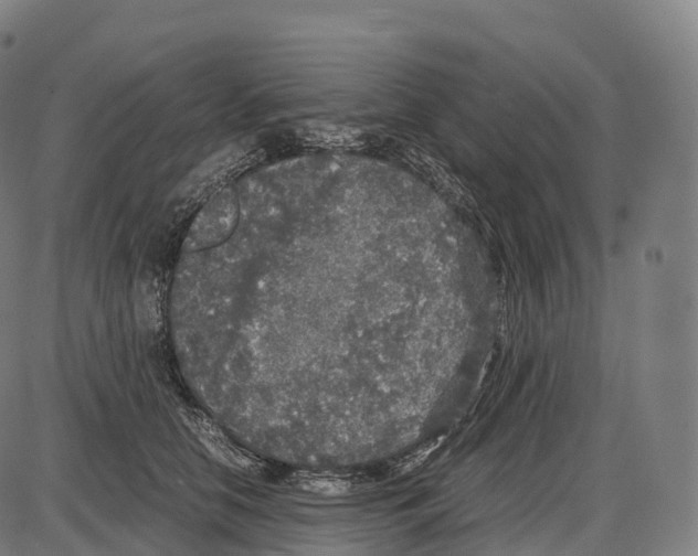 X0000084000658200703161649