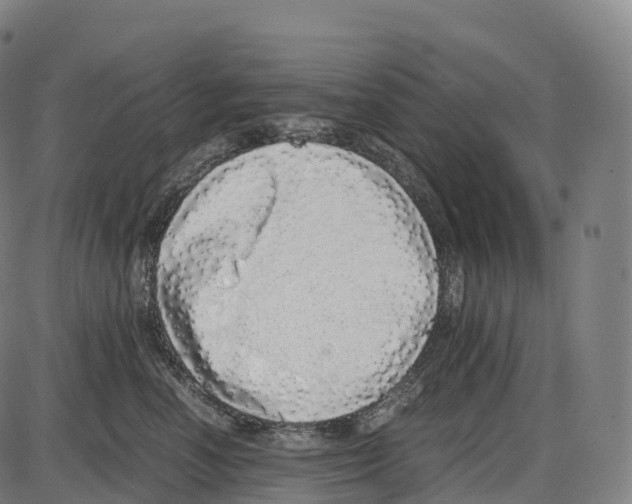 X0000084000666200703161650