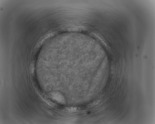 X0000084000687200703161649