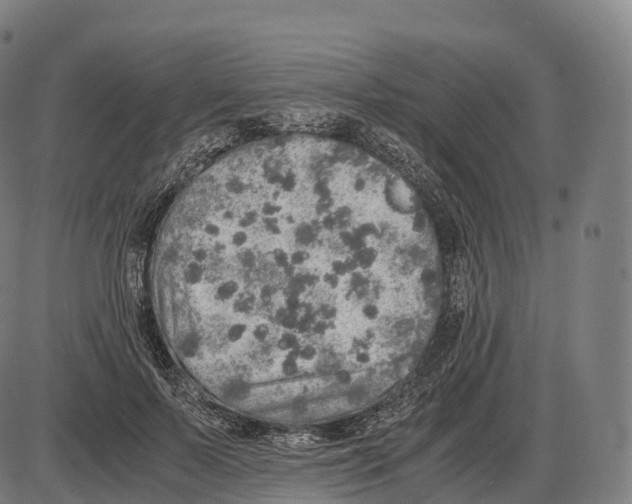 X0000084000695200703161649