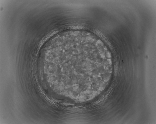 X0000084000721200703161647