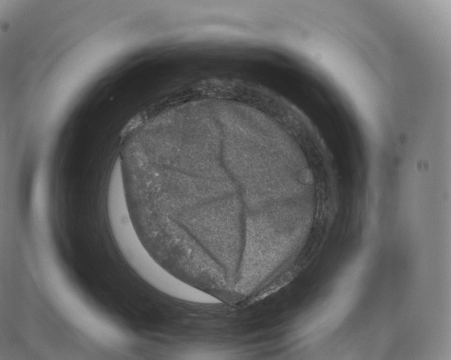 X0000084000765200703161648