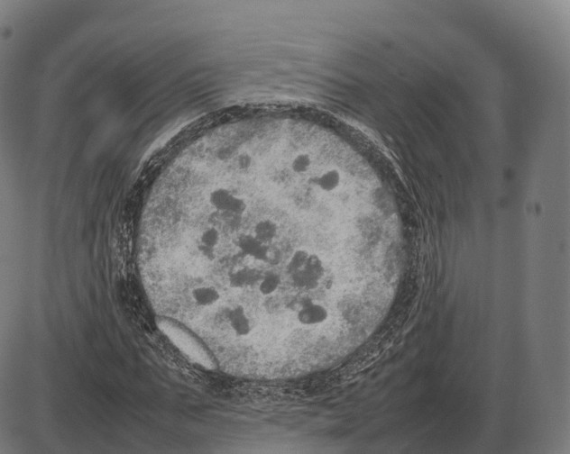 X0000084000871200703161646