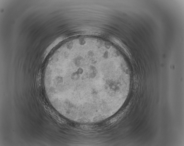 X0000084000875200703161646