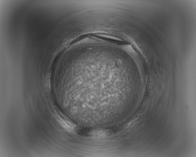 X0000084010299200702161209