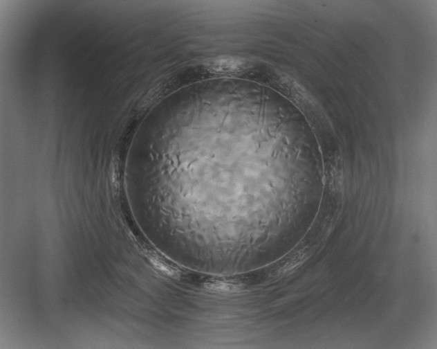 X0000084010561200702161204