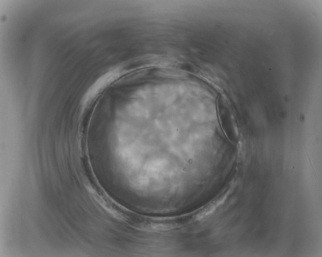 X0000084010149200703022040