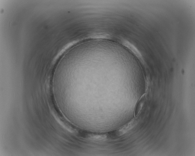 X0000084010155200703022040