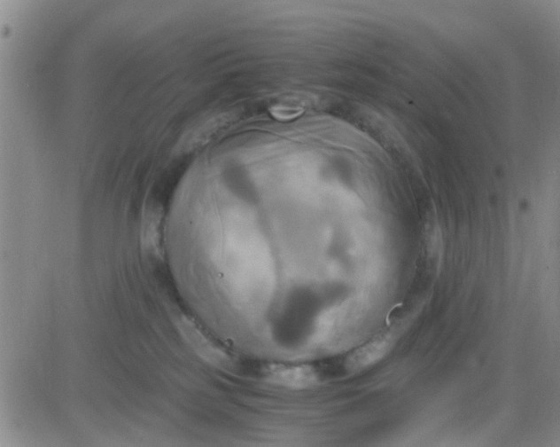 X0000084010185200703022041