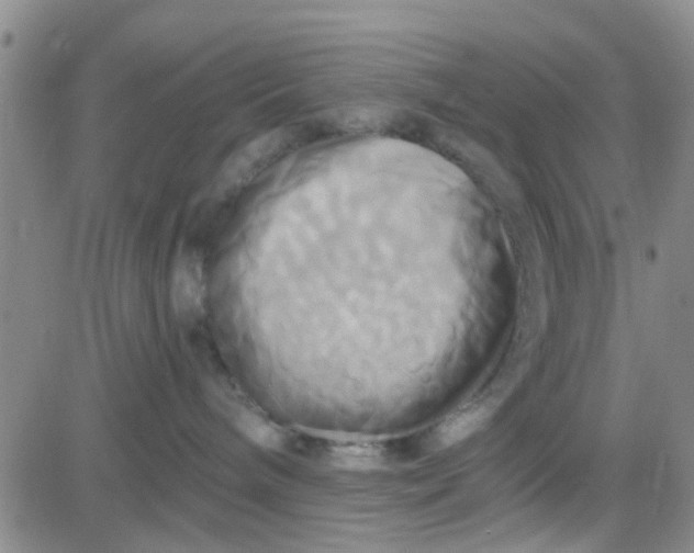 X0000084010240200703022039