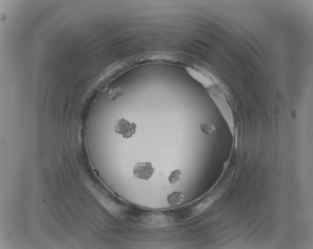 X0000084010253200703022038