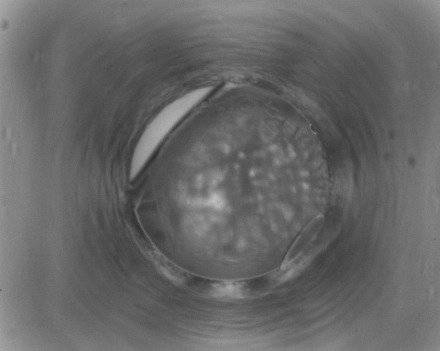 X0000084010335200703022037