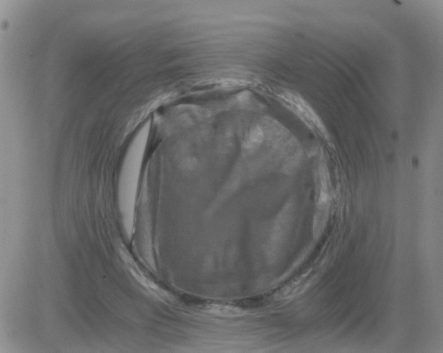 X0000084010393200703022037