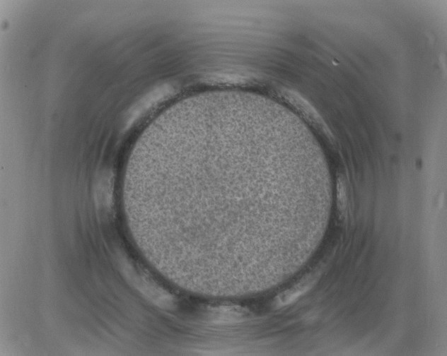 X0000084010396200703022036