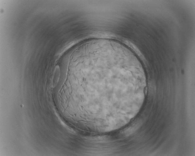 X0000084010433200703022035