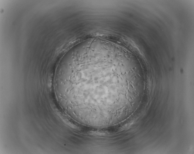 X0000084010545200703022034