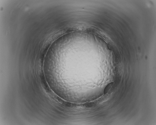 X0000084010594200703022033