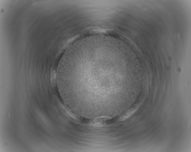 X0000084010624200703022033